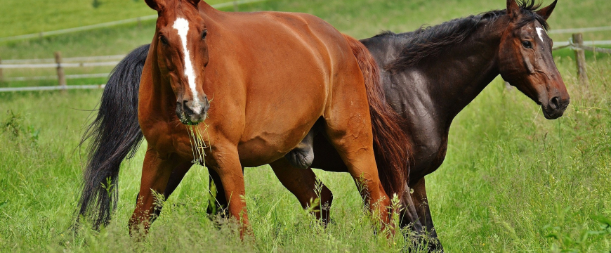 zwei Pferde auf der Weide